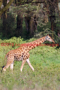 Giraffe 18 Greeting Card 8X10 Photo Print 11X14 Matted (8X10 Photo)