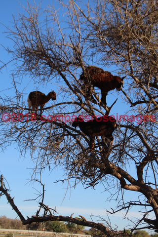 Goat 3 Greeting Card 8X10 Photo Print 11X14 Matted (8X10 Photo)