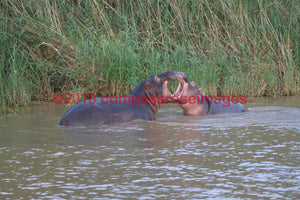 Hippo 12 Greeting Card 8X10 Photo Print 11X14 Matted (8X10 Photo)
