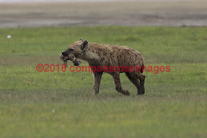 Hyena 3 Greeting Card 8X10 Photo Print 11X14 Matted (8X10 Photo)