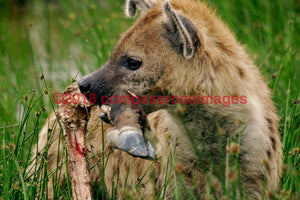 Hyena 1 Greeting Card 8X10 Photo Print 11X14 Matted (8X10 Photo)
