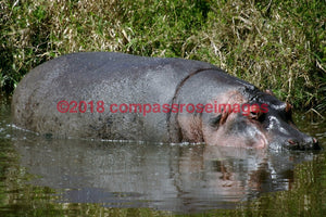 Hippo 5 Greeting Card 8X10 Photo Print 11X14 Matted (8X10 Photo)