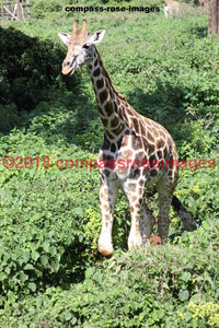 Giraffe 21 Greeting Card 8X10 Photo Print 11X14 Matted (8X10 Photo)
