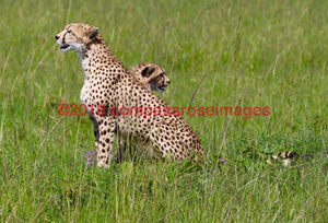 Cheetah 8 Greeting Card 8X10 Matted Print (5X7 Photo) 11X14 (8X10