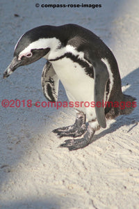 Penguin 8 Greeting Card 8X10 Matted Print (5X7 Photo) 11X14 (8X10