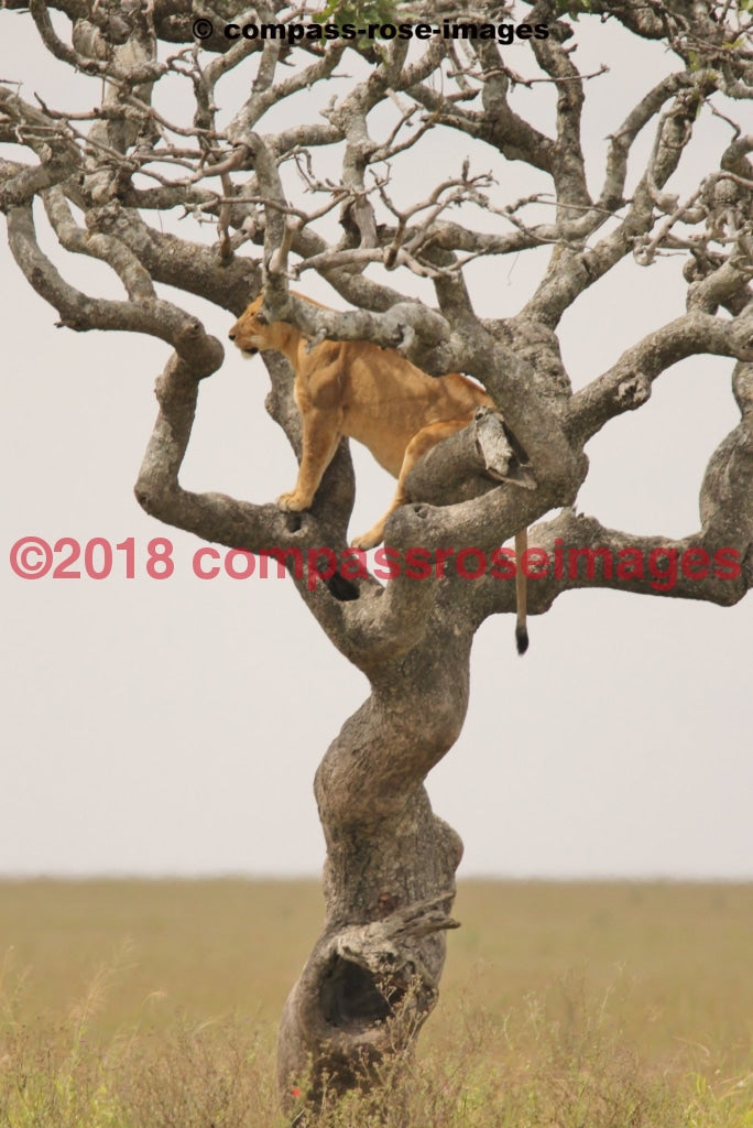 Lion 37 Greeting Card 8X10 Matted Print (5X7 Photo) 11X14 (8X10