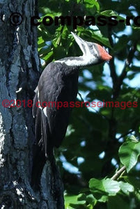 Piliated Woodpecker Greeting Card 8X10 Photo Print 11X14 Matted (8X10 Photo)