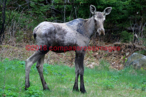 Moose 9 Greeting Card 8X10 Matted Print (5X7 Photo) 11X14 (8X10