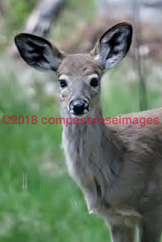 Deer 5 Greeting Card 8X10 Matted Print (5X7 Photo) 11X14 (8X10