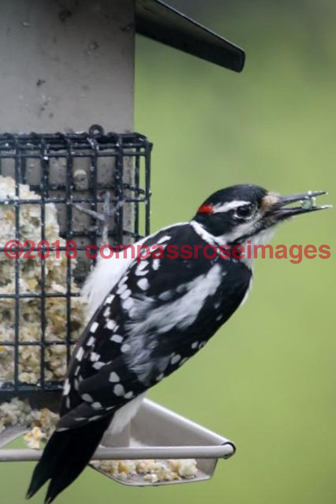 Hairy Woodpecker Greeting Card 8X10 Photo Print 11X14 Matted (8X10 Photo)