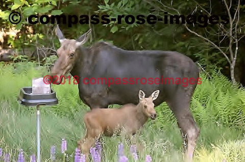 Moose 15 Greeting Card 8X10 Matted Print (5X7 Photo) 11X14 (8X10