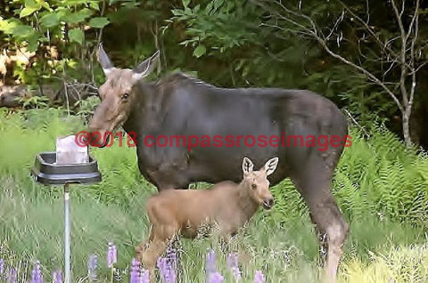 Moose 15-Canvas Canvas-10 X 10 Canvas