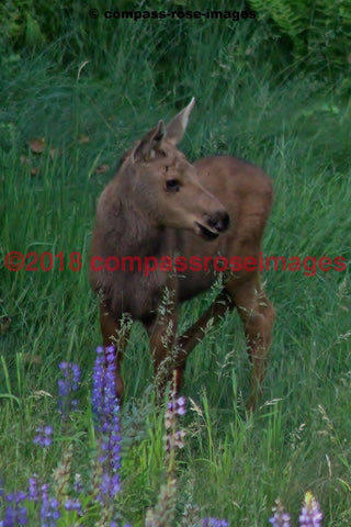 Moose 16 Greeting Card 8X10 Matted Print (5X7 Photo) 11X14 (8X10