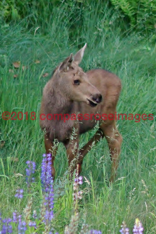 Moose 16-Canvas Canvas-10 X 10 Canvas