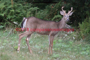 Deer 6 Greeting Card 8X10 Matted Print (5X7 Photo) 11X14 (8X10