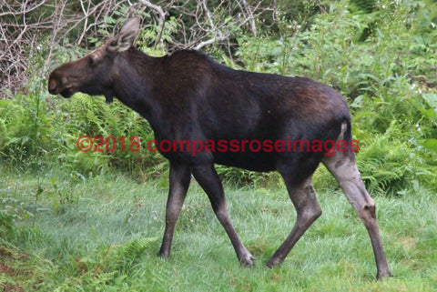 Moose 19-Canvas Canvas-10 X 10 Canvas