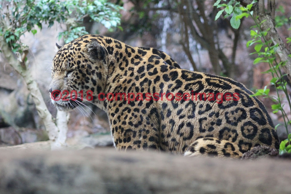 Jaguar 1-Metal Metal - 8 X 10