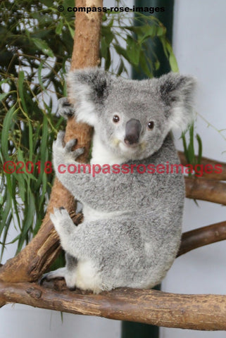 Koala 5 Greeting Card 8X10 Matted Print (5X7 Photo) 11X14 (8X10