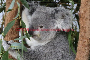 Koala 6 Greeting Card 8X10 Matted Print (5X7 Photo) 11X14 (8X10