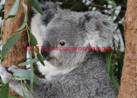 Koala 6-Canvas Canvas