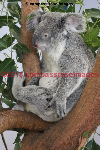 Koala 7 Greeting Card 8X10 Matted Print (5X7 Photo) 11X14 (8X10