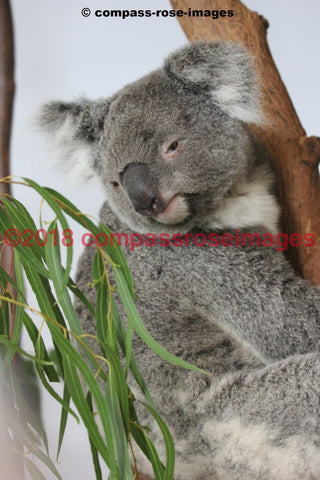 Koala 8 Greeting Card 8X10 Matted Print (5X7 Photo) 11X14 (8X10