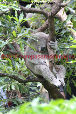 Koala 9 Greeting Card 8X10 Matted Print (5X7 Photo) 11X14 (8X10