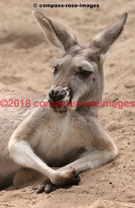 Kangaroo 5 Greeting Card 8X10 Matted Print (5X7 Photo) 11X14 (8X10