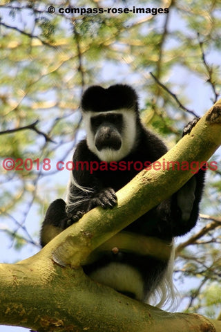 Monkey 1 Greeting Card 8X10 Matted Print (5X7 Photo) 11X14 (8X10