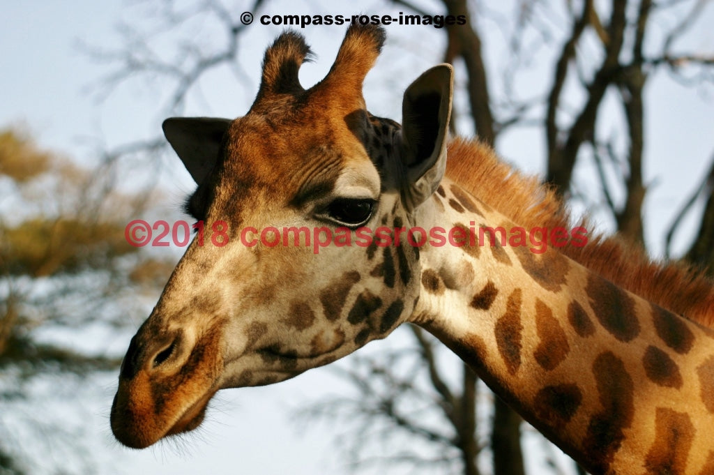 Giraffe 2 Greeting Card 8X10 Photo Print 11X14 Matted (8X10 Photo)