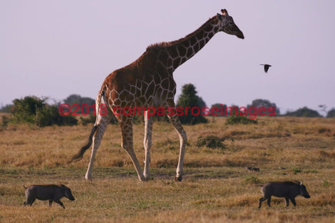 Giraffe 3-Metal Metal - 8 X 10