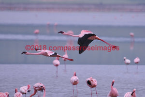 Flamingo 3 Greeting Card 8X10 Photo Print 11X14 Matted (8X10 Photo)