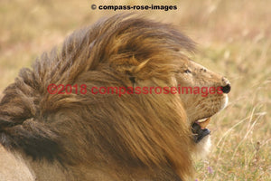 Lion 3 Greeting Card 8X10 Matted Print (5X7 Photo) 11X14 (8X10