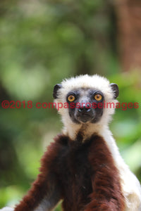 Lemur 6-Canvas