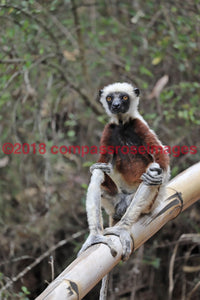 Lemur 7
