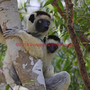 Lemur 8-Tiles