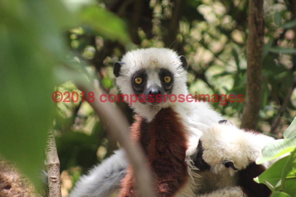 Lemur 9