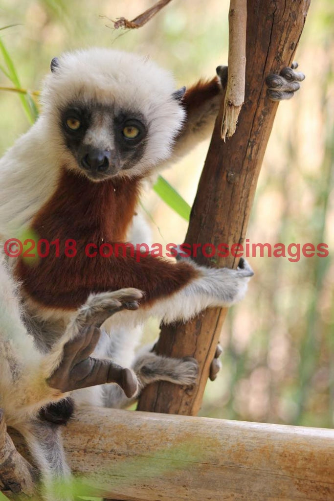 Lemur 11