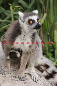Lemur 1 Greeting Card 8X10 Matted Print (5X7 Photo) 11X14 (8X10