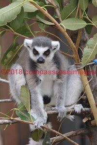 Lemur 3-Canvas Canvas