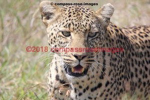 Leopard 10 Greeting Card 8X10 Matted Print (5X7 Photo) 11X14 (8X10