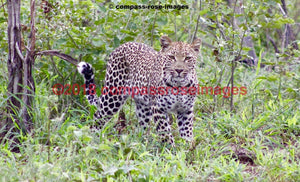 Leopard 15 Greeting Card 8X10 Matted Print (5X7 Photo) 11X14 (8X10