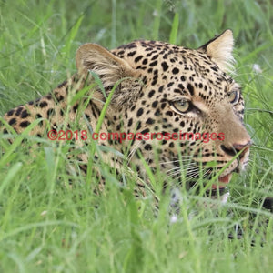 Leopard 40-Tiles