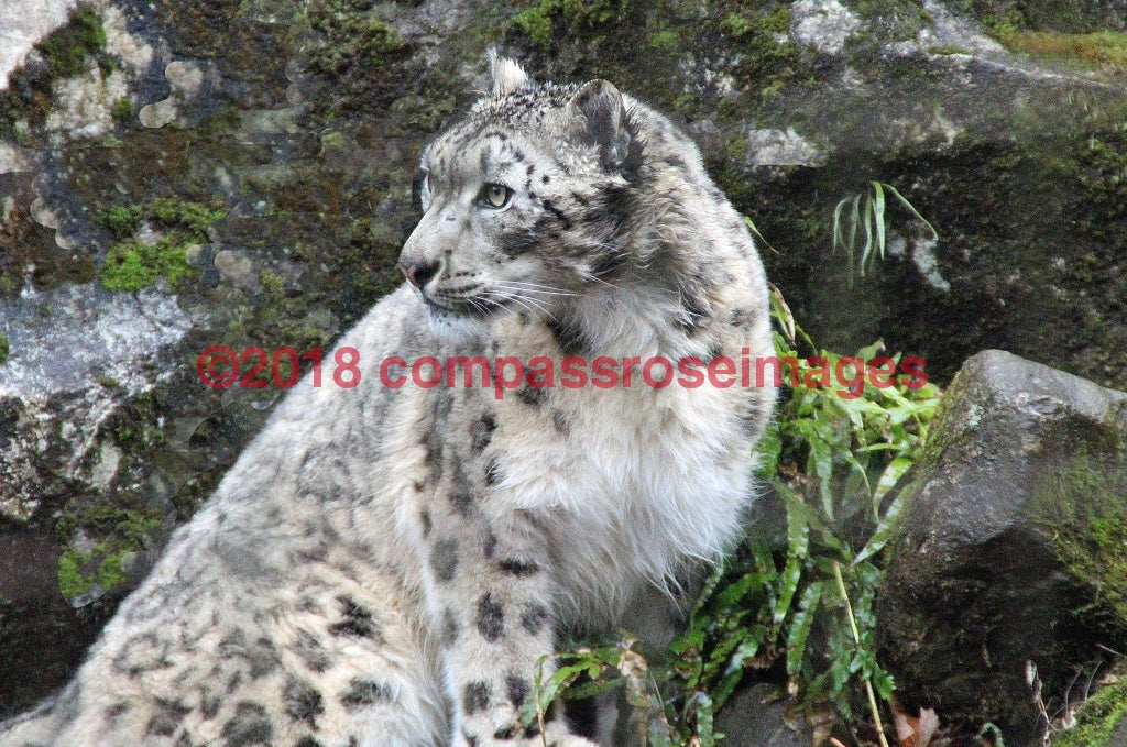 Leopard Snow 2-Metal Metal - 8 X 10