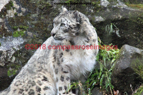 Snow Leopard 2 Greeting Card 8X10 Matted Print (5X7 Photo) 11X14 (8X10