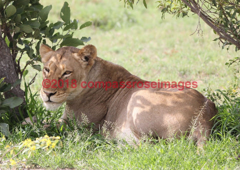 Lion 66-Metal Metal - 8 X 10