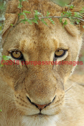 Lion 35-Metal Metal - 8 X 10