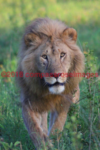 Lion 59-Canvas Canvas-10 X 10 Canvas