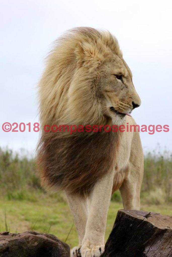 Lion 67 Greeting Card 8X10 Matted Print (5X7 Photo) 11X14 (8X10