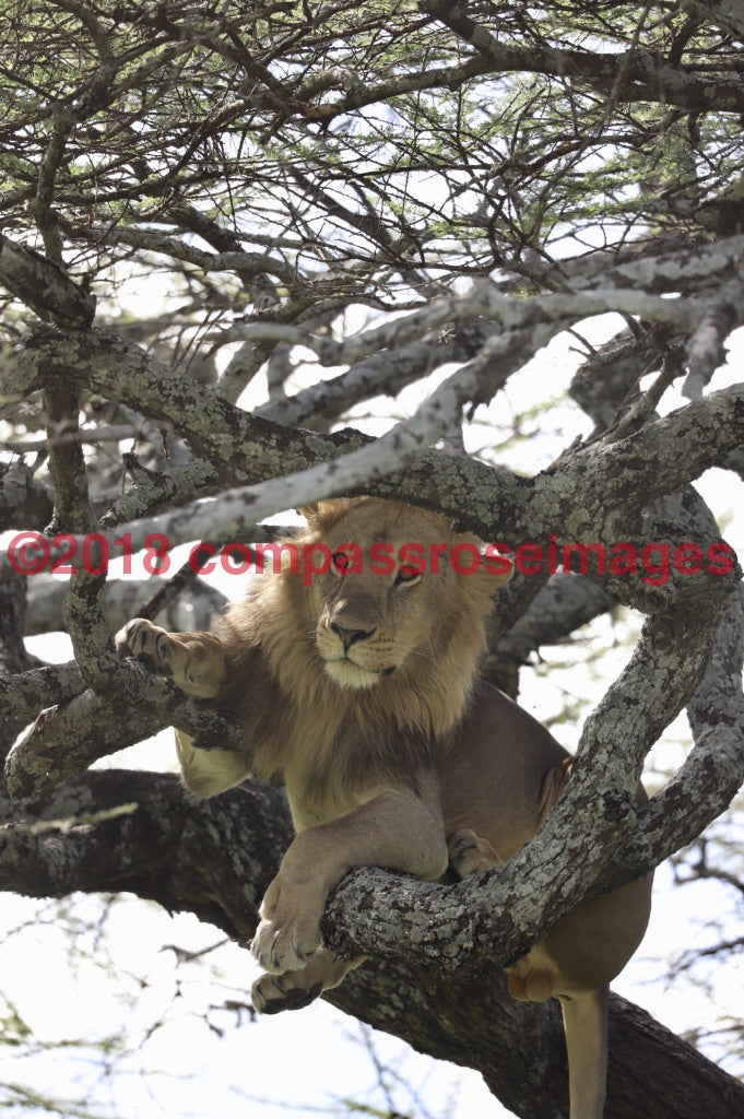 Lion 58 Greeting Card 8X10 Matted Print (5X7 Photo) 11X14 (8X10